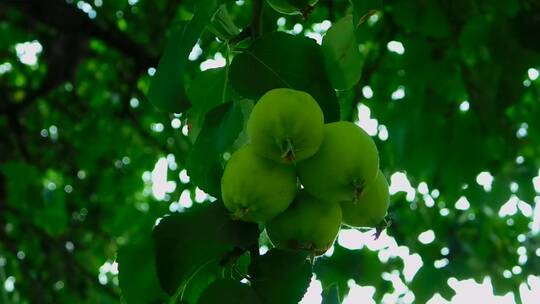 树上水果的特写