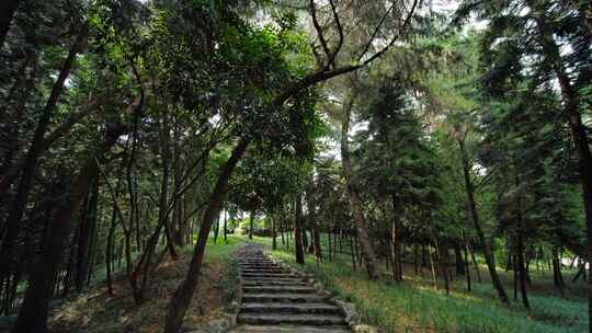 松树林森林爬山登山古道山间小路林间小道