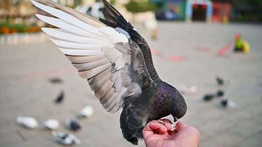 广场上手喂鸽子的场景