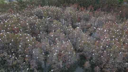 佛山市顺德伦教大涌水杉湿地候鸟白鹭群