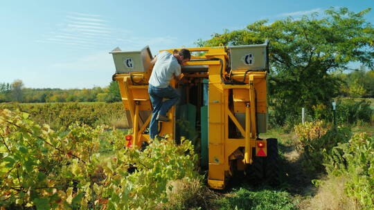 葡萄园用机械式收获葡萄