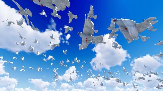 鸽子在蓝天白云下飞翔升格慢镜头视频素材模板下载