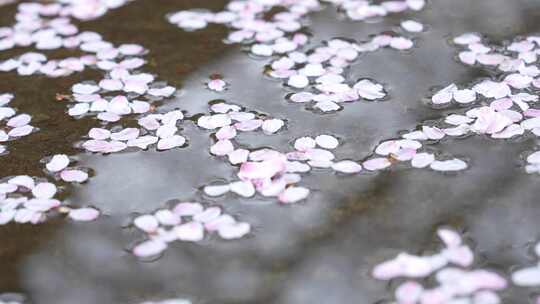 樱花盛开的季节水中樱花流淌横屏素材