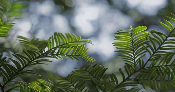 春天山区红豆杉新叶嫩芽