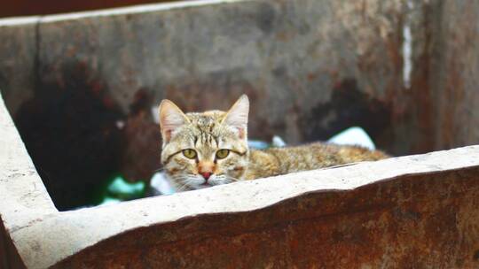 猫在垃圾桶里