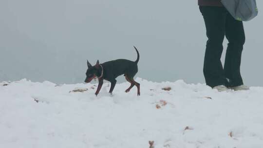 雪地中人与宠物犬的漫步场景