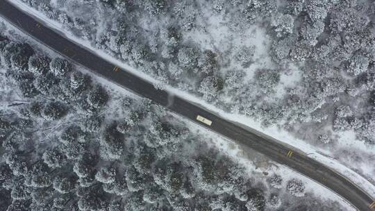 汽车行驶在大雪纷飞的鲁朗林海中的川藏公路