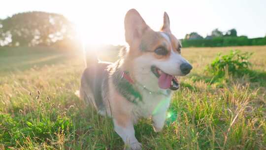 柯基犬，狗，宠物，犬