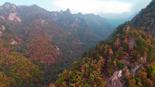 秋季森林自然风景实拍