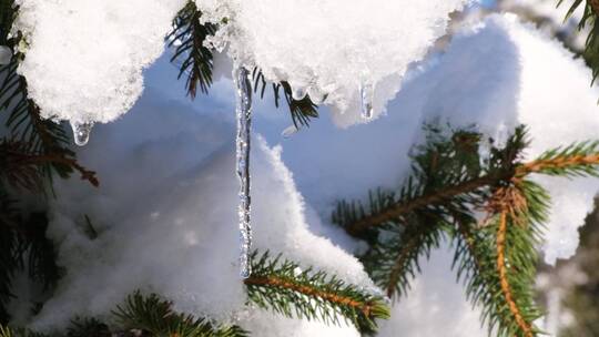 松树上融化的雪特写冬季景观