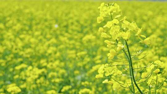 油菜花 春暖花开视频素材模板下载