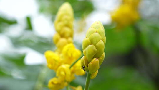 花朵上的蚂蚁实拍