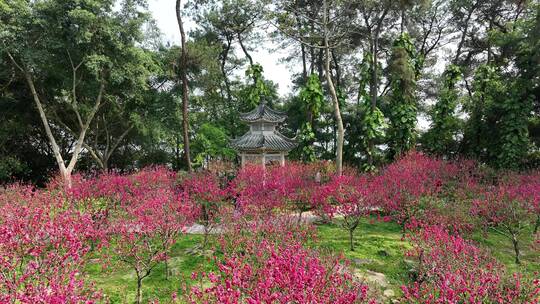 4K拍摄 南宁青秀山桃花坞凉亭