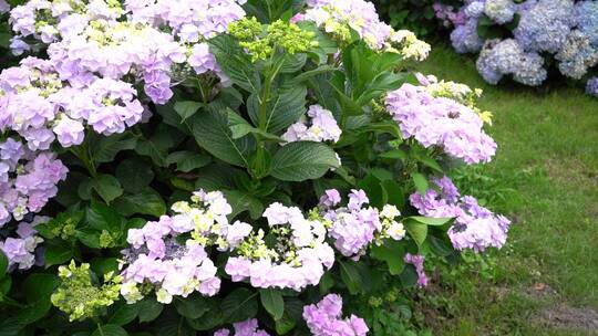 绣球花花园公园绿植植物园