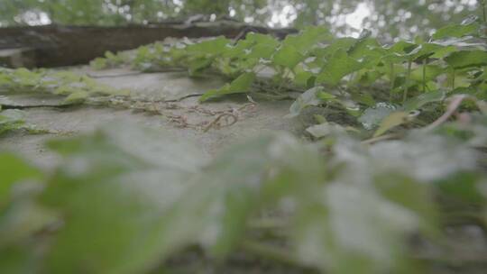 雨后爬山虎LOG视频素材