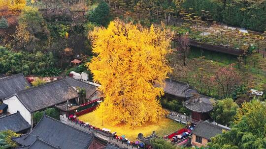 陕西西安秋天古观音禅寺千年银杏树航拍