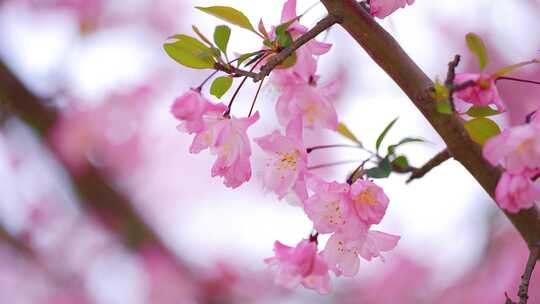 春天海棠花开 春暖花开