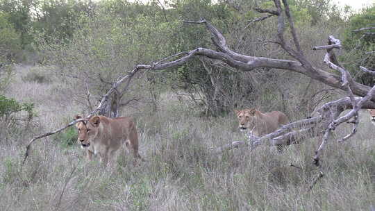 一群三只母狮一起走过非洲灌木丛。