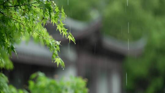 169 杭州 风景 古建筑 下雨天 树叶 亭子