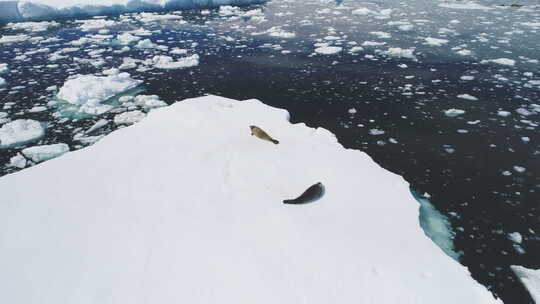 南极洲蟹海豹休息冰山鸟瞰图视频素材模板下载