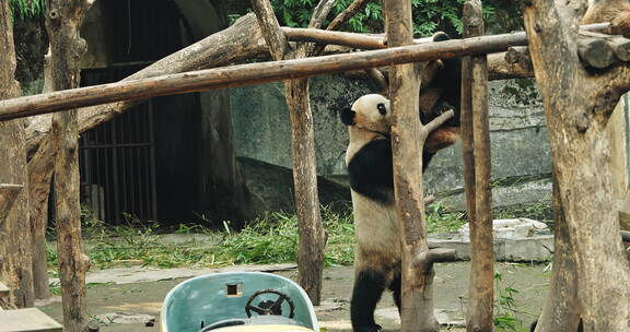 重庆市动物园的国宝大熊猫正在玩耍