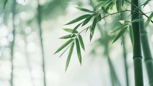 竹林光影交错的自然景观