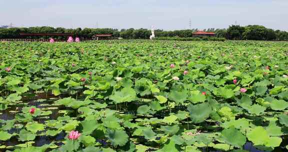 苏州相城荷塘月色湿地公园荷花荷叶荷塘