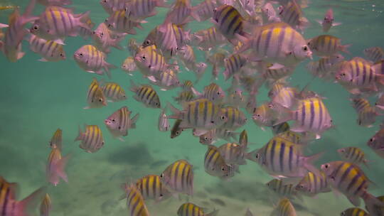 水族馆里漂亮的鱼群视频素材模板下载