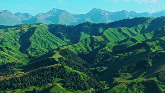 夏天的草原森林美景