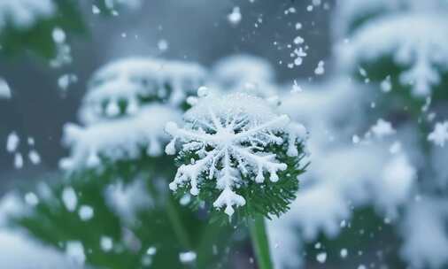 唯美冬季 飘雪 花朵 植物特写雪景 (3)