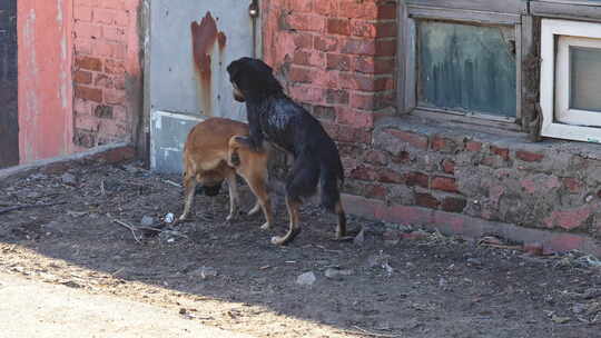 【合集】两只乡村土狗交配