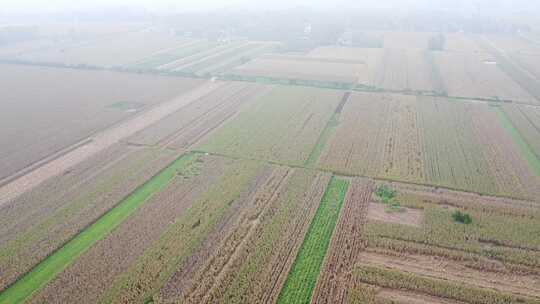 航拍秋天的玉米地农田农业