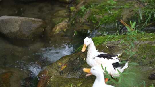 鸭子 放养 生态 自然 小溪 流水 健康