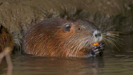 海狸鼠、食草动物、Coypu、啮齿动物