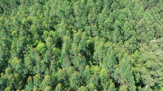 森林树林航拍特写树林俯拍绿色雨林快速林