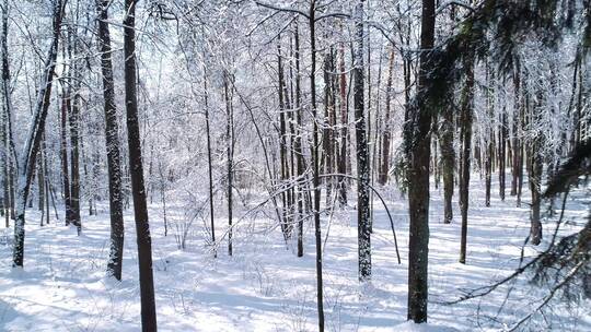 雪域森林冬天的树林间飞翔