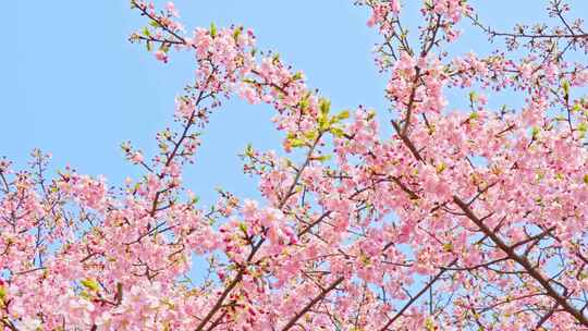 春天粉色樱花早樱河津樱樱花树