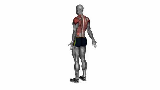 上背部拉伸健身运动锻炼体魄运动3D演示动画视频素材模板下载