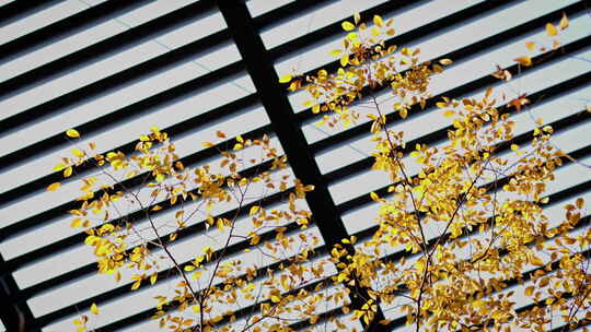 钢筋水泥的城市里秋天树木的黄叶