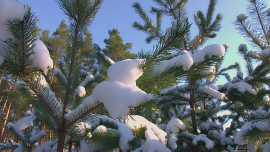 冬天暴雪中的森林树木美景特写视频素材模板下载