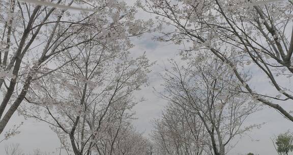 南京江北樱花季节航拍地拍素材