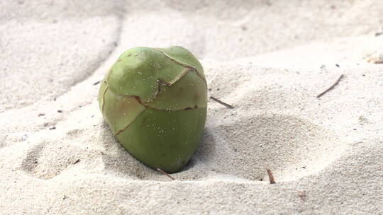 微距掉在沙滩上的椰子特写
