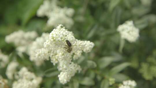 蜜蜂，栖息地，蜂巢，蜂巢