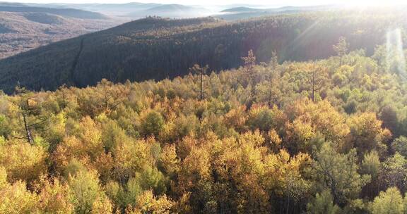 内蒙古大兴安岭森林风光、秋色五彩森林