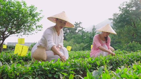 茶叶-茶园茶田-采茶喝茶