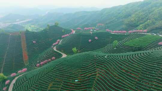 杭州富阳茶山晚樱航拍4