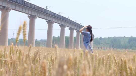 麦田里的美女 火车 高架桥 火车驶过麦田