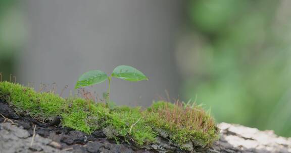 小树发芽树叶阳光树林森林