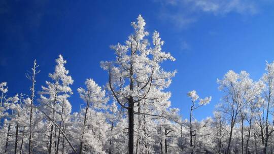 大兴安岭极寒中的雪林