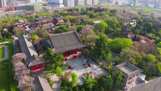 西安青龙寺樱花